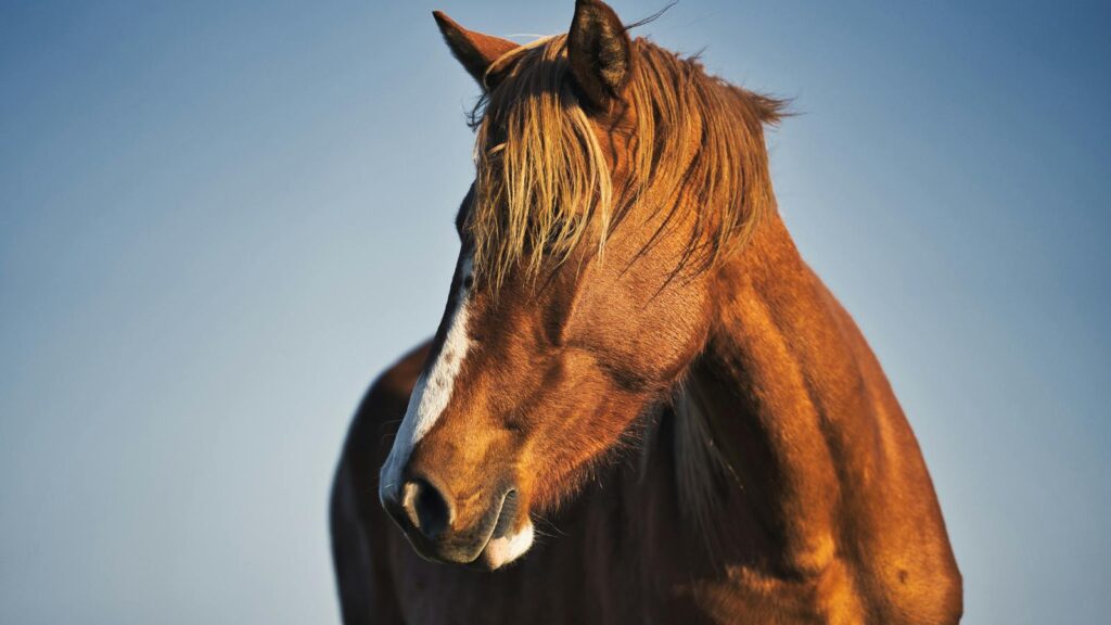 Beautiful close-up of a brown horse with sunlight highlighting its features, set against a clear sky.