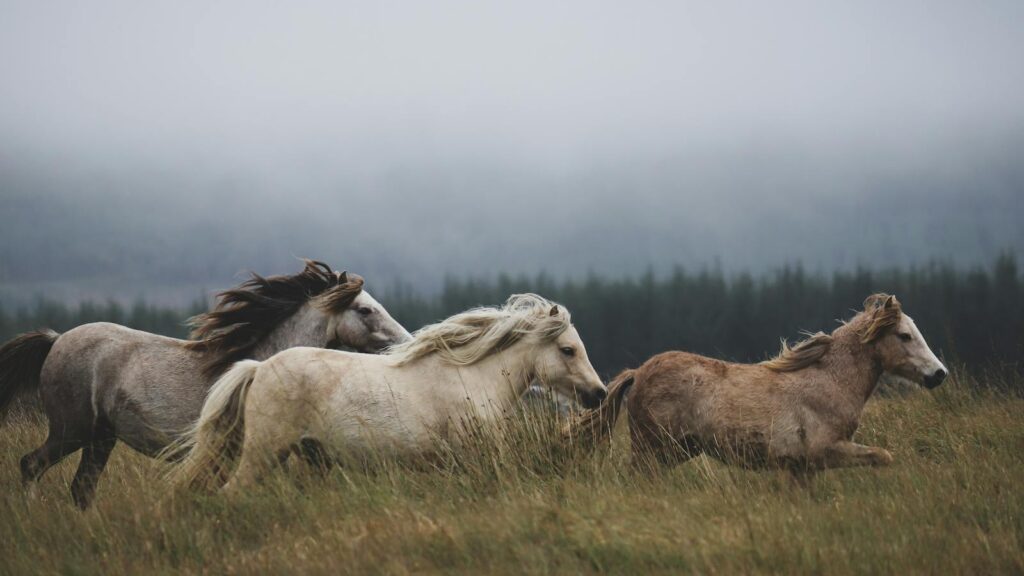 A group of wild horses gallop through a misty field, surrounded by fog and lush greenery.