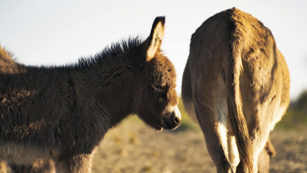 A heartwarming scene of a baby donkey beside an adult in a sunny rural field.