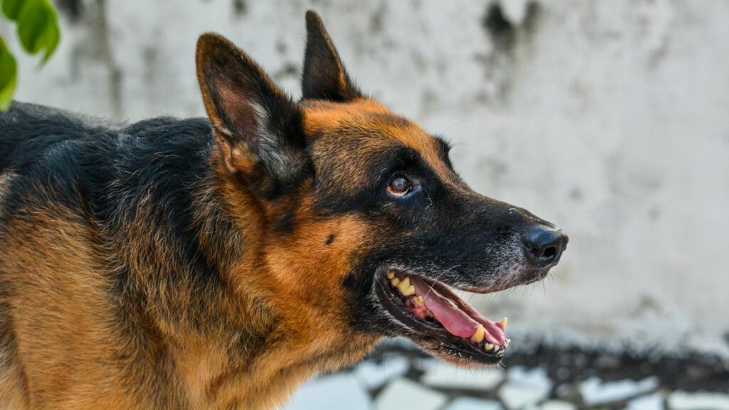 Close-up of a German Shepherd dog outdoors, showcasing its alert expression and distinct features.