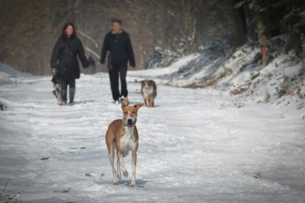 Two people and three dogs walking in a snowy forest trail during winter.