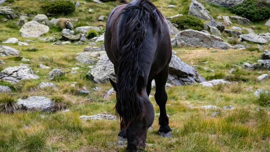 A majestic black horse grazing in a scenic rocky meadow, showcasing nature's beauty.