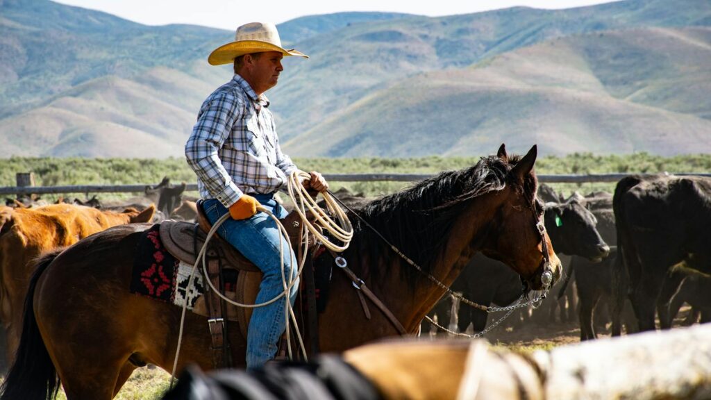 A cowboy wearing a hat rides a horse in a rural ranch setting with a herd of cattle.