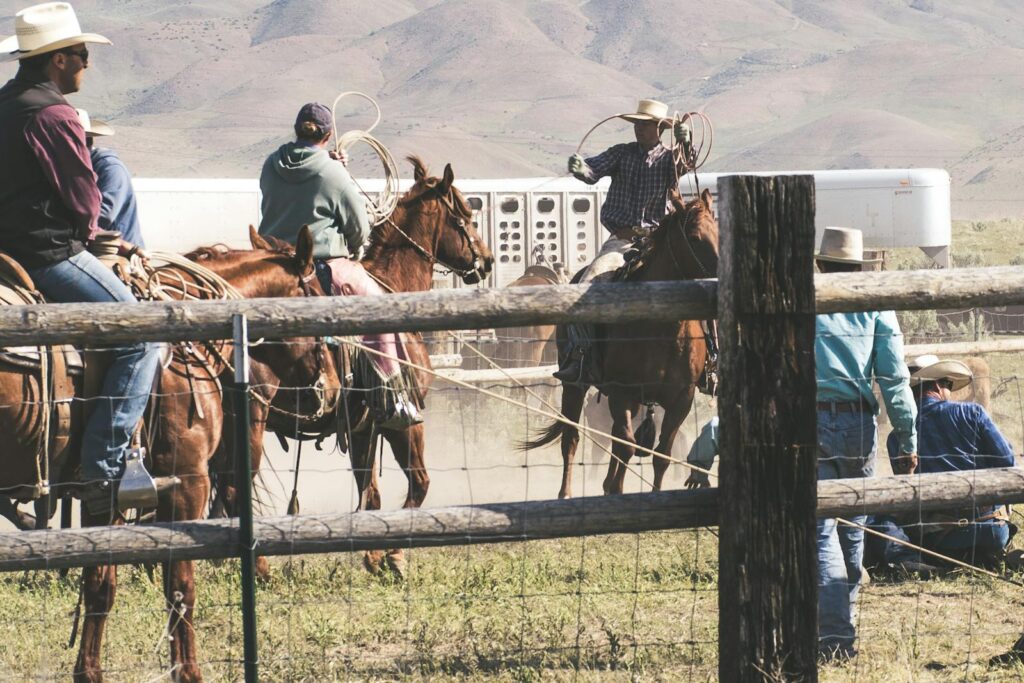 Group of cowboys riding horses on rural ranch, working with livestock under sunny skies.