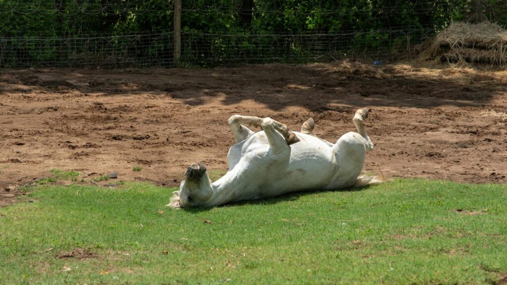 A white horse lying and rolling on grassy land in a sunny outdoor pasture.