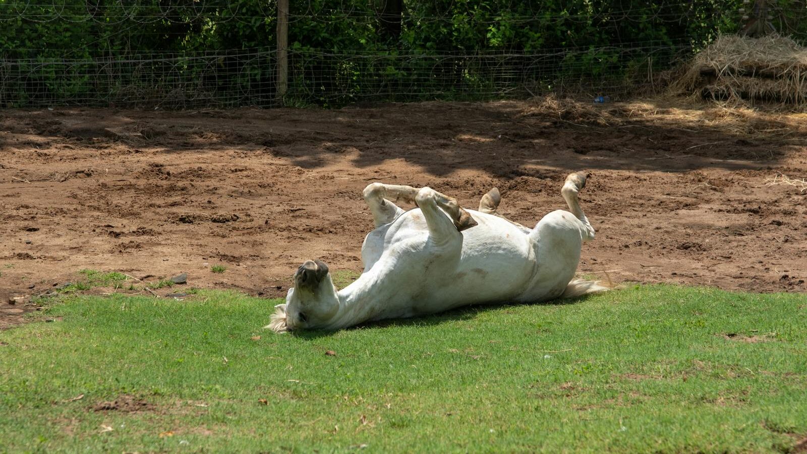 A white horse lying and rolling on grassy land in a sunny outdoor pasture.