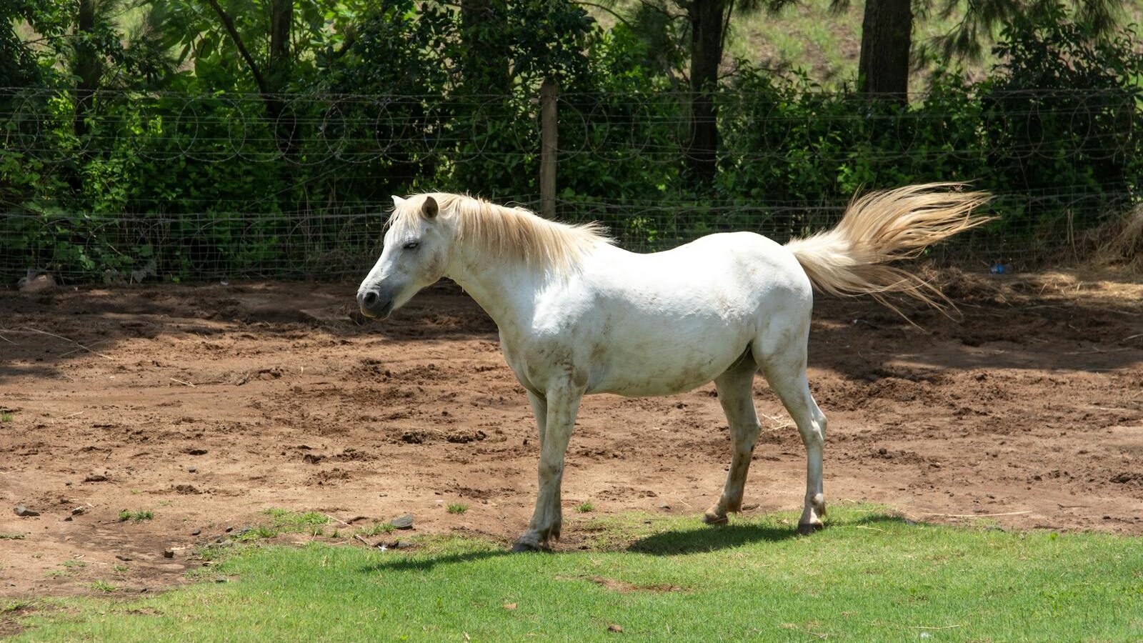 white horse standing on lush grass in an outdoor setting.