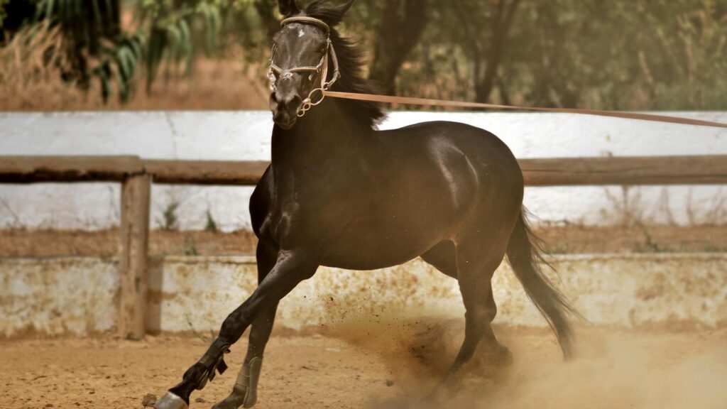 A powerful black horse running in a sandy arena, showcasing its agility and speed.