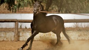 A powerful black horse running in a sandy arena, showcasing its agility and speed.
