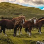 Group of wild horses peacefully grazing in a lush green meadow under a dramatic sky.