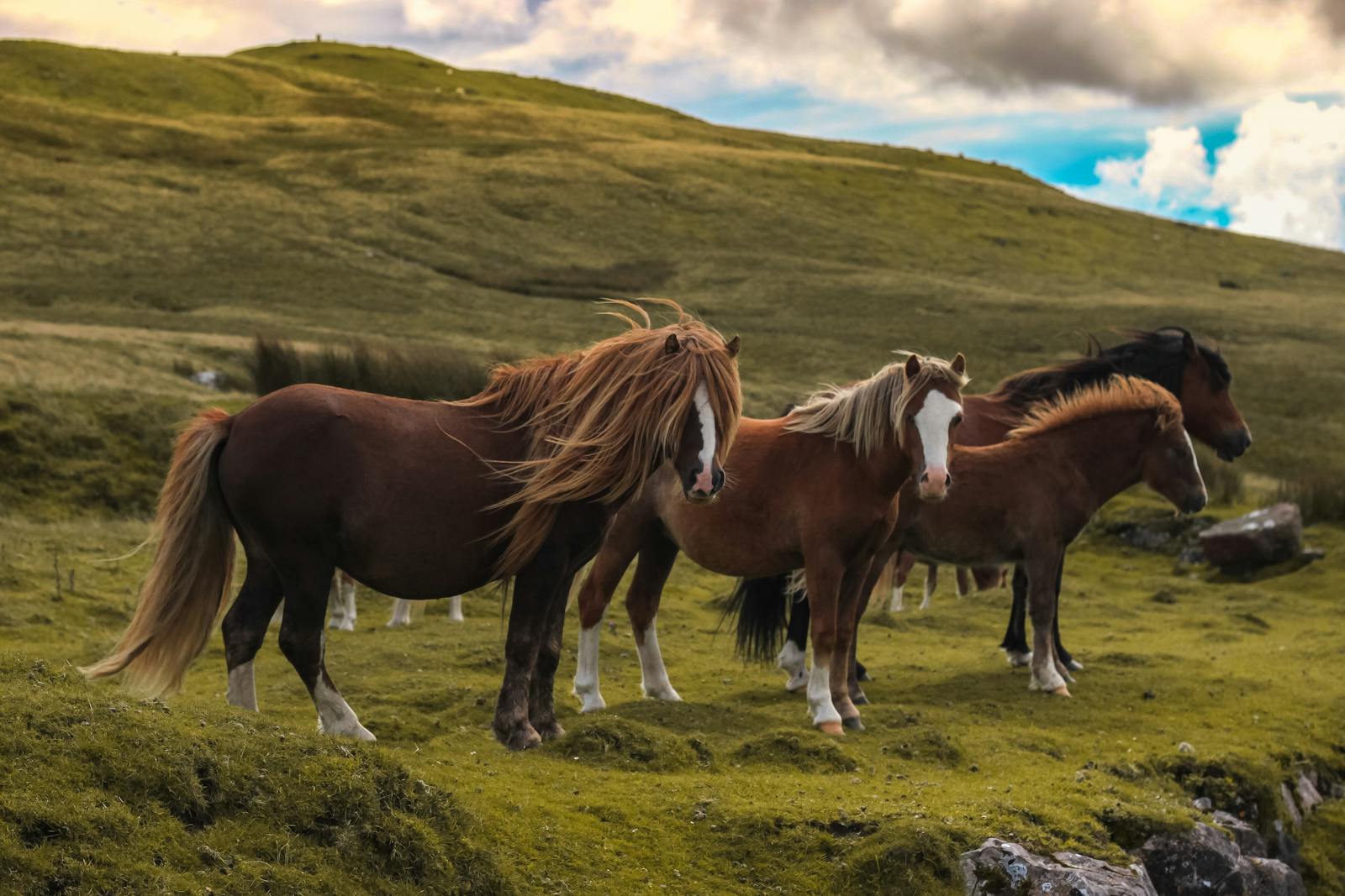 Group of wild horses peacefully grazing in a lush green meadow under a dramatic sky.