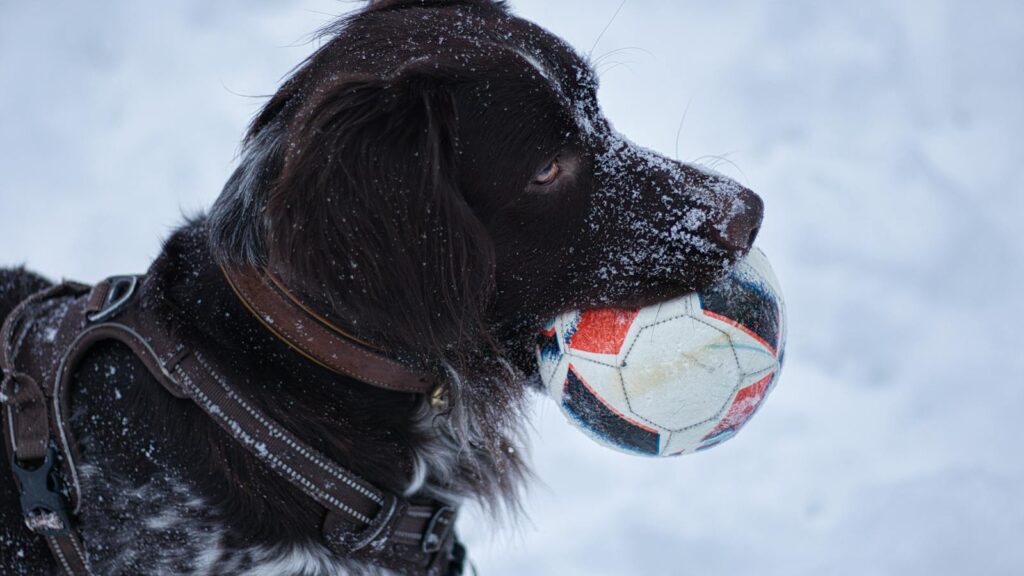 Close-up of a Stabyhoun dog holding a soccer ball in the snow during winter.