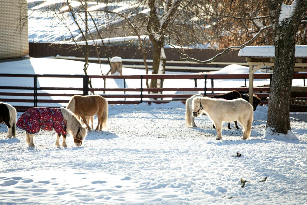 Icelandic horses enjoying a peaceful snowy winter day