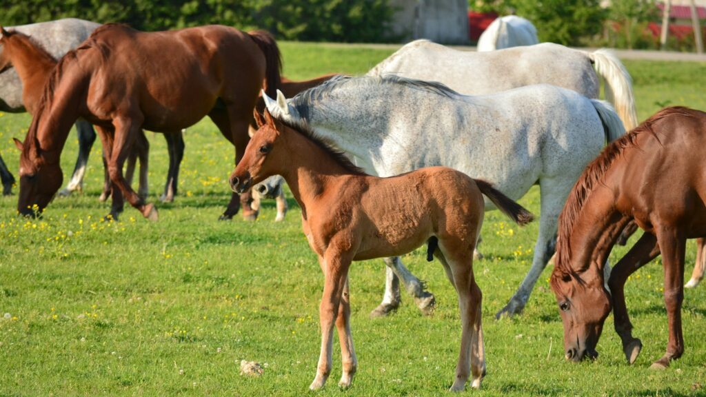 a herd of horses grazing on a lush green field