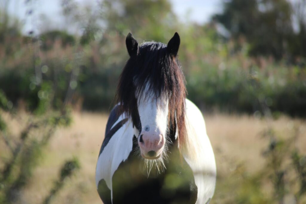 Portrait of a Gypsy Cob horse in a sunlit meadow