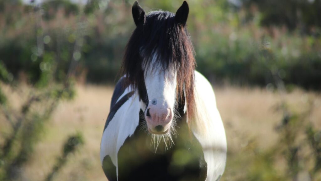 Portrait of a Gypsy Cob horse in a sunlit meadow in Pays de la Loire, France.