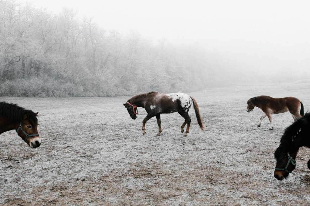 Horses grazing on a foggy winter day