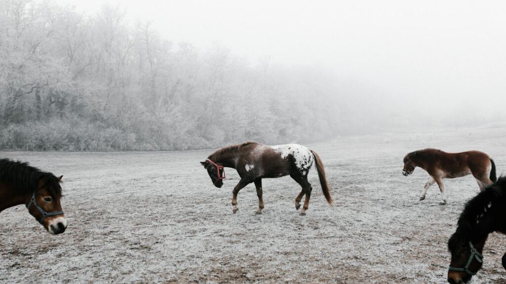 Horses grazing on a foggy winter day in a snowy field in Budapest, Hungary.