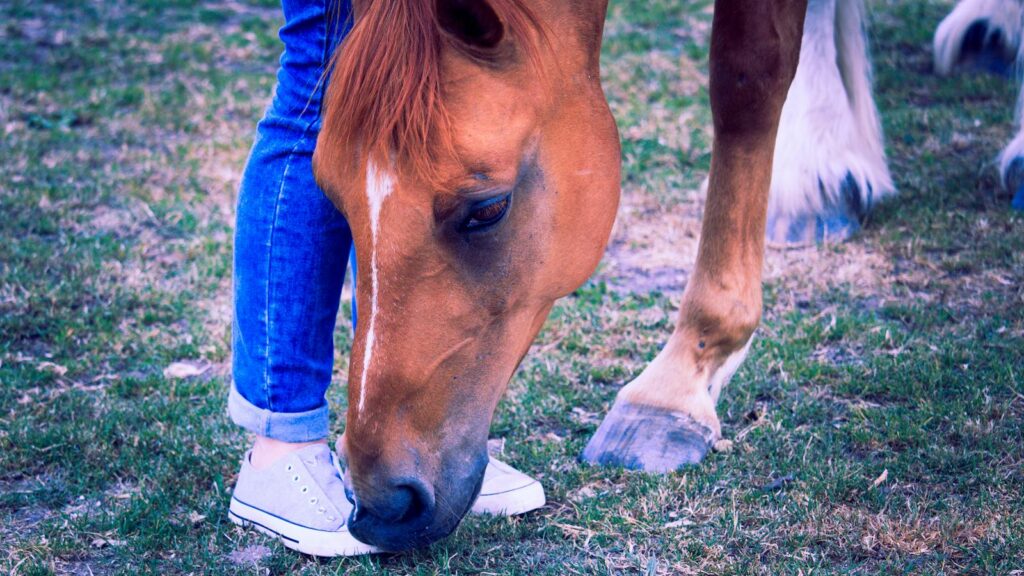 Brown horse gently nuzzling a person's feet in a grassy pasture. Calm and peaceful scene.