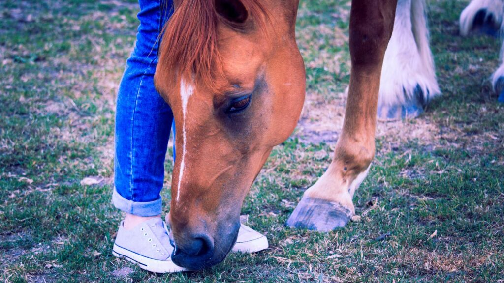 Brown horse gently nuzzling a person's feet in a grassy pasture. Calm and peaceful scene.