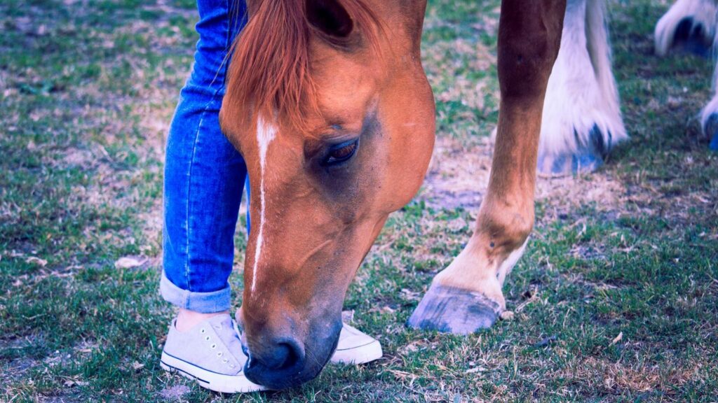 Brown horse gently nuzzling a person's feet in a grassy pasture. Calm and peaceful scene.