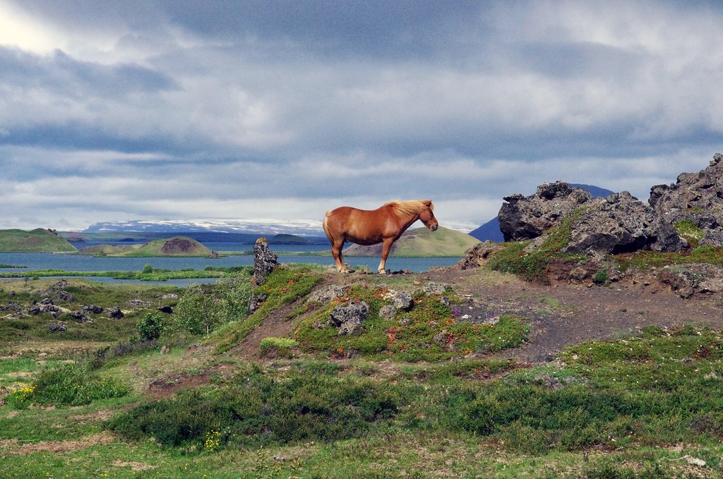 Forever alone horse