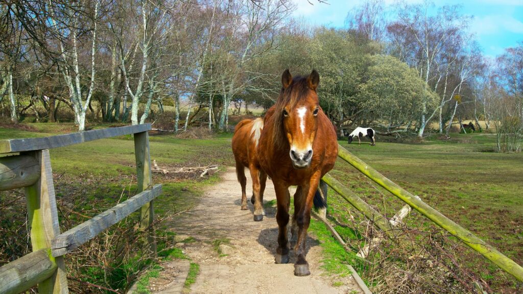 Horse walking on a country path amidst trees and pastures in New Forest, UK.