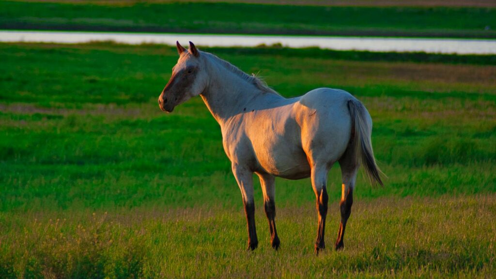 A beautiful American Quarter Horse stands in a lush green field during sunset, showcasing nature's serenity.