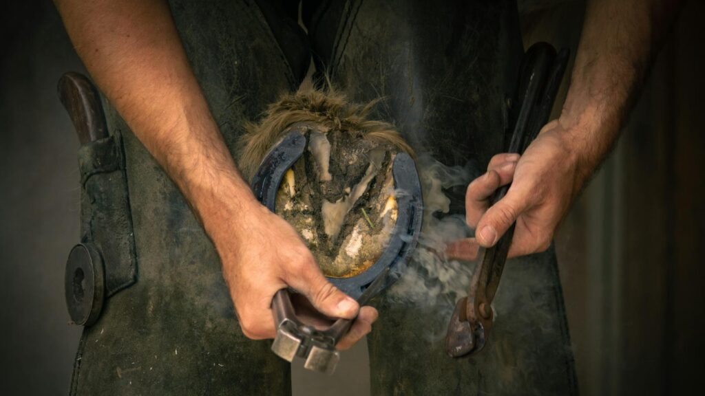 A farrier shaping a horseshoe on a horse's hoof with tools, showcasing skilled craftsmanship.