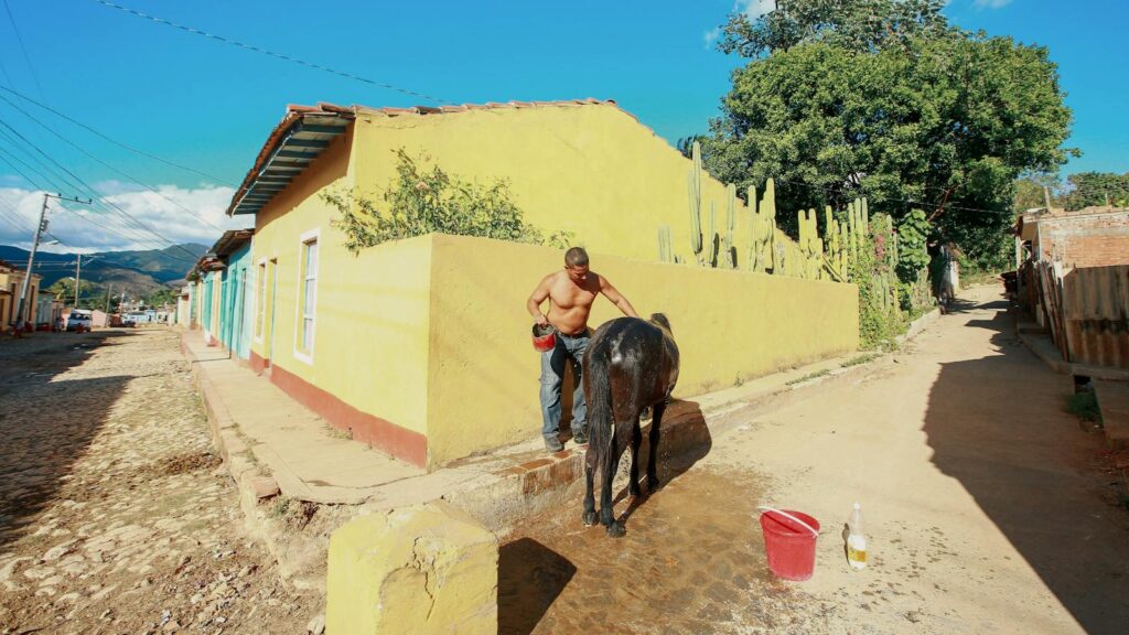 A man washes a horse on a sunlit cobblestone street, surrounded by colorful houses.