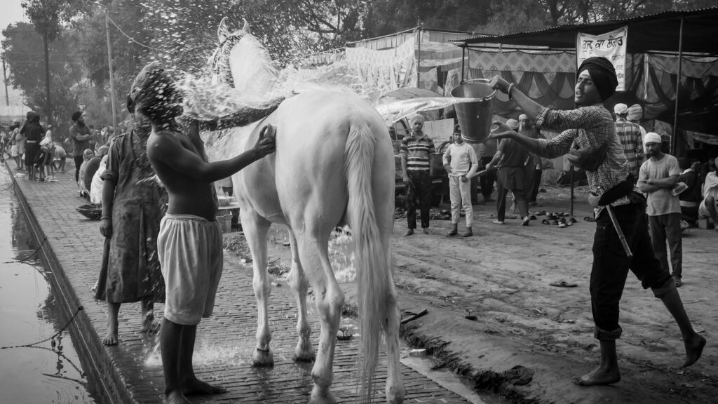 Men wash a horse on a busy Indian street, showcasing cultural traditions.