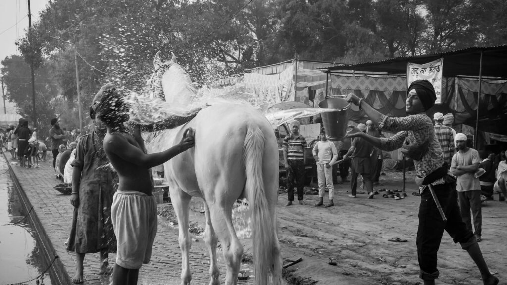 Men wash a horse on a busy Indian street, showcasing cultural traditions.