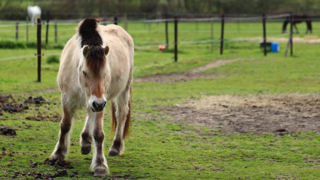 A Przewalski's horse walking on a grassy pasture in rural Belgium, showcasing its natural habitat.