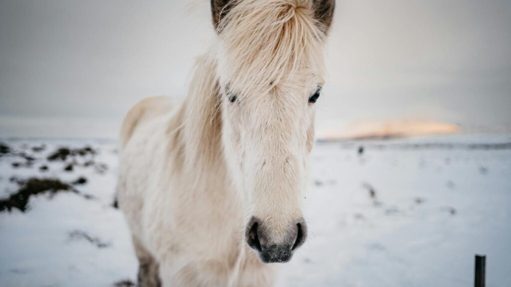 Captivating image of a white horse in a snowy field, conveying serenity and nature's beauty.