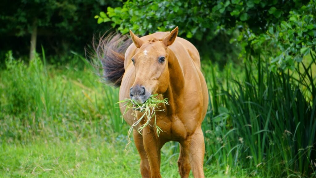 Brown horse eats grass
