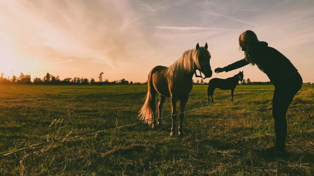 A woman interacts with horses in a grassy field during sunset, creating a warm and serene atmosphere.