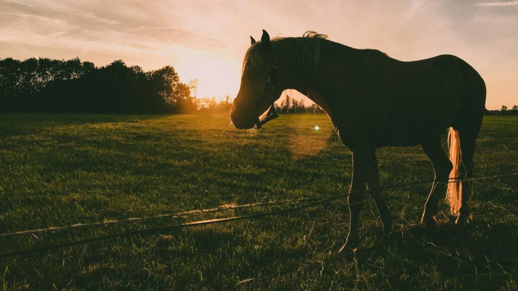 A beautiful silhouette of a horse on a farm at sunset, capturing the serene landscape in Schokland, Netherlands.