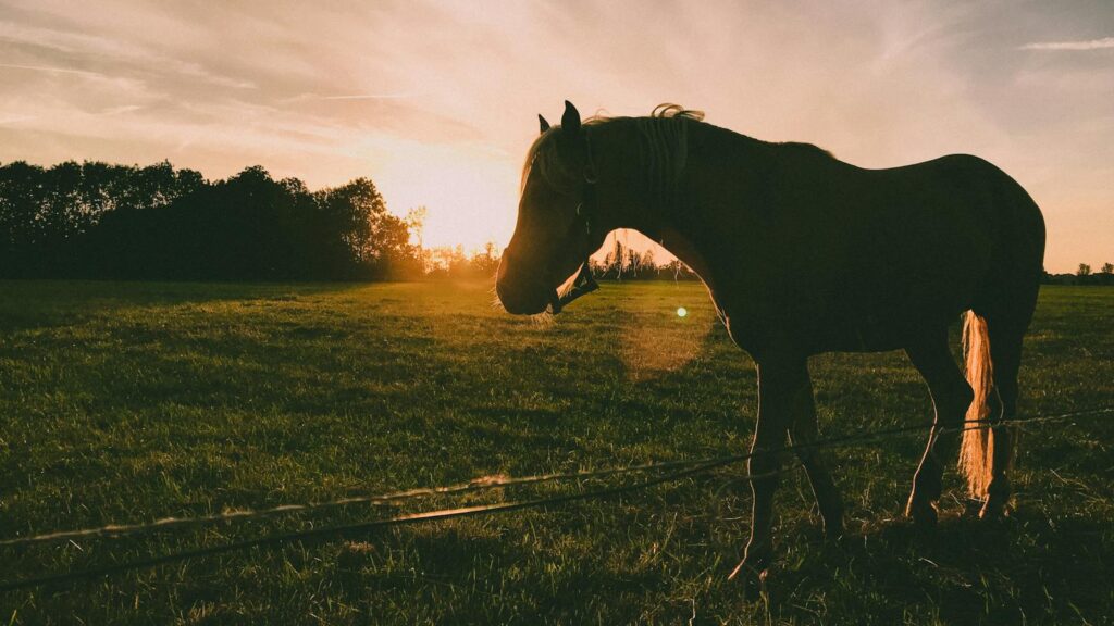 A beautiful silhouette of a horse on a farm at sunset, capturing the serene landscape in Schokland, Netherlands.