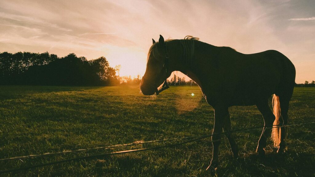 A beautiful silhouette of a horse on a farm at sunset, capturing the serene landscape in Schokland, Netherlands.