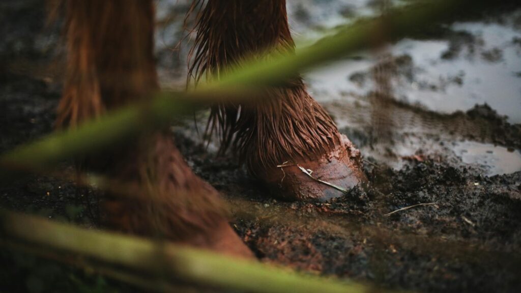 Detailed view of a horse's hoof in wet, muddy soil, captured outdoors.
