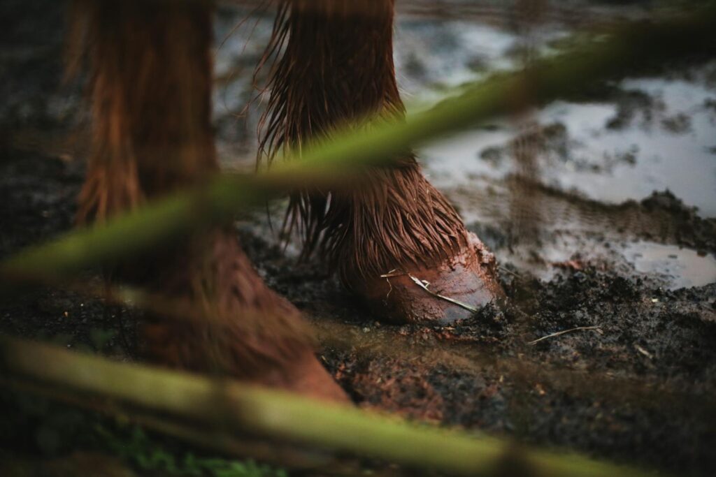 Horse's hoof in wet, muddy soil