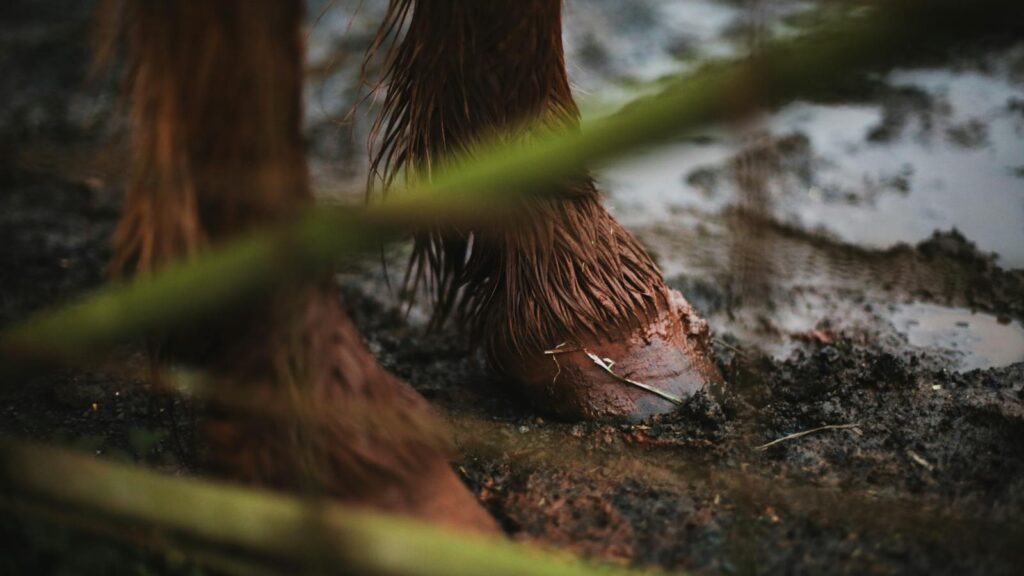 Detailed view of a horse's hoof in wet, muddy soil, captured outdoors.