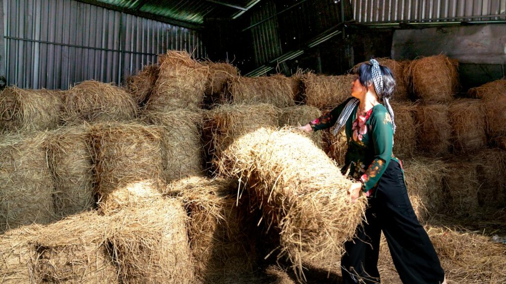 A woman stacking hay bales in a barn, showcasing rural agricultural labor.