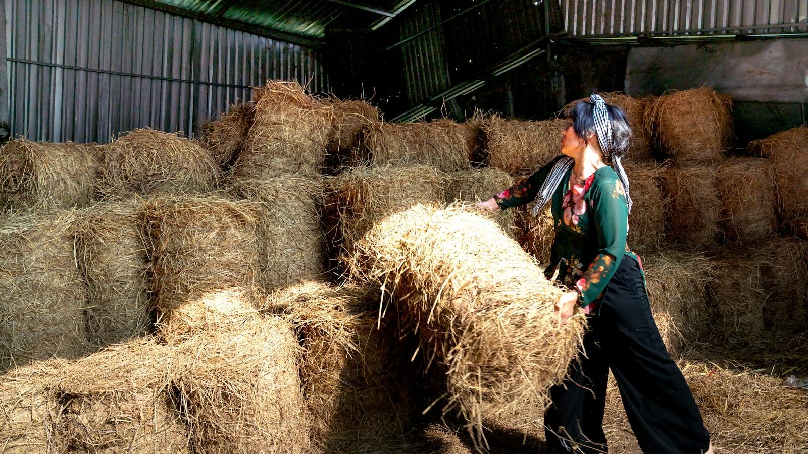 A woman stacking hay bales in a barn, showcasing rural agricultural labor.