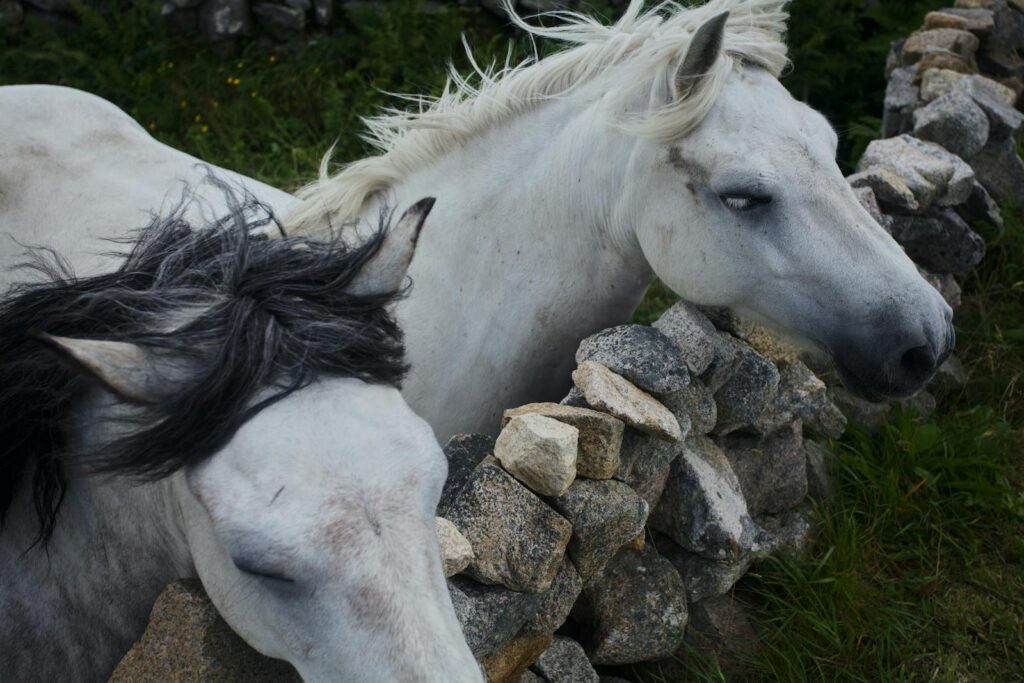 Two white horses resting against a stone wall