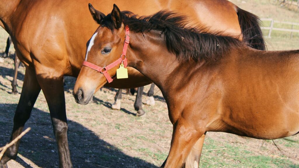 Two brown horses with halters standing peacefully in a sunny outdoor pasture.