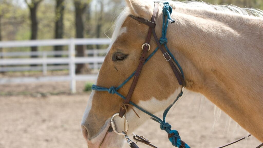 A beautiful close-up of a horse wearing a bridle, captured outdoors on a sunny day.