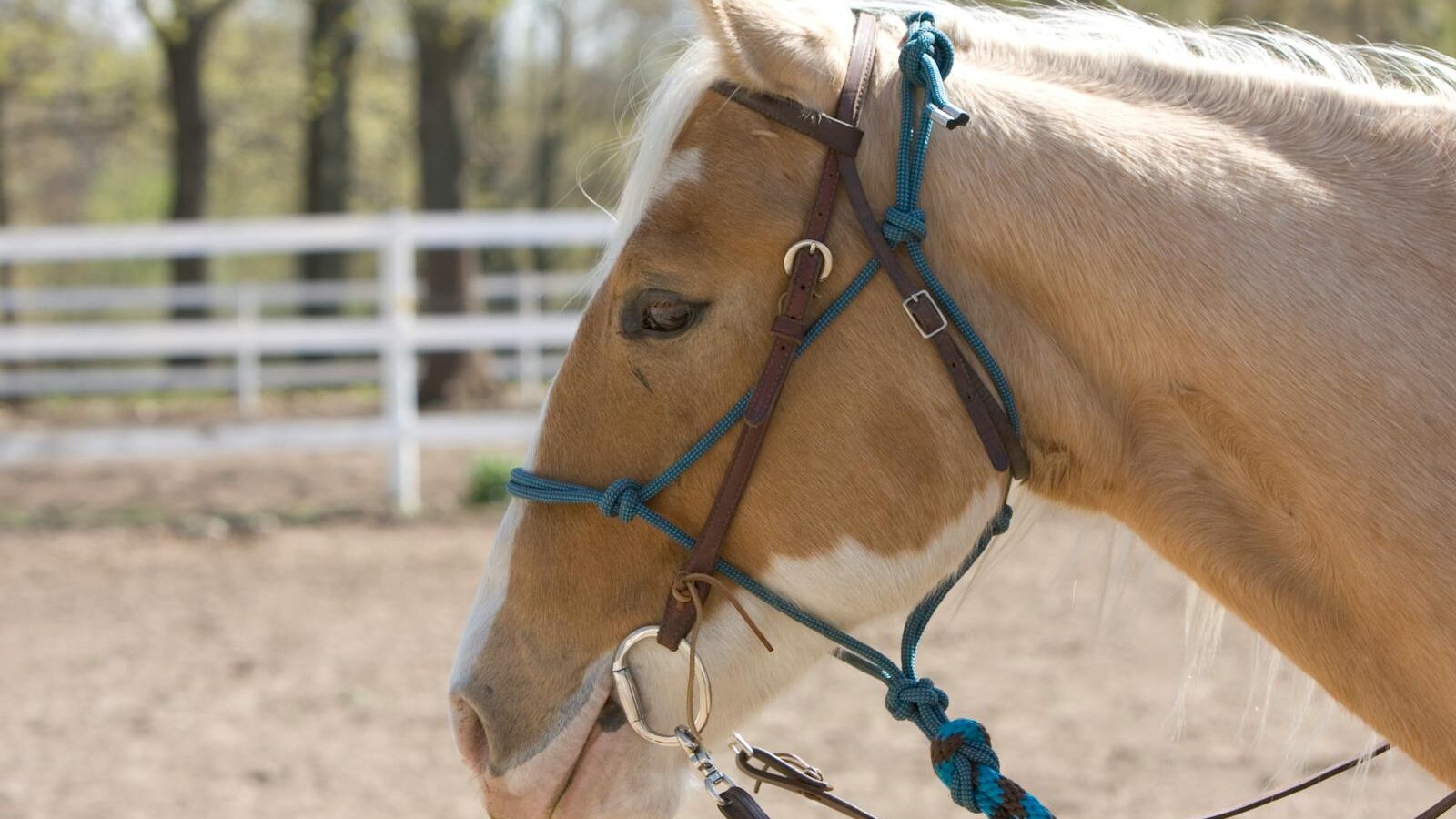 A beautiful close-up of a horse wearing a bridle, captured outdoors on a sunny day.