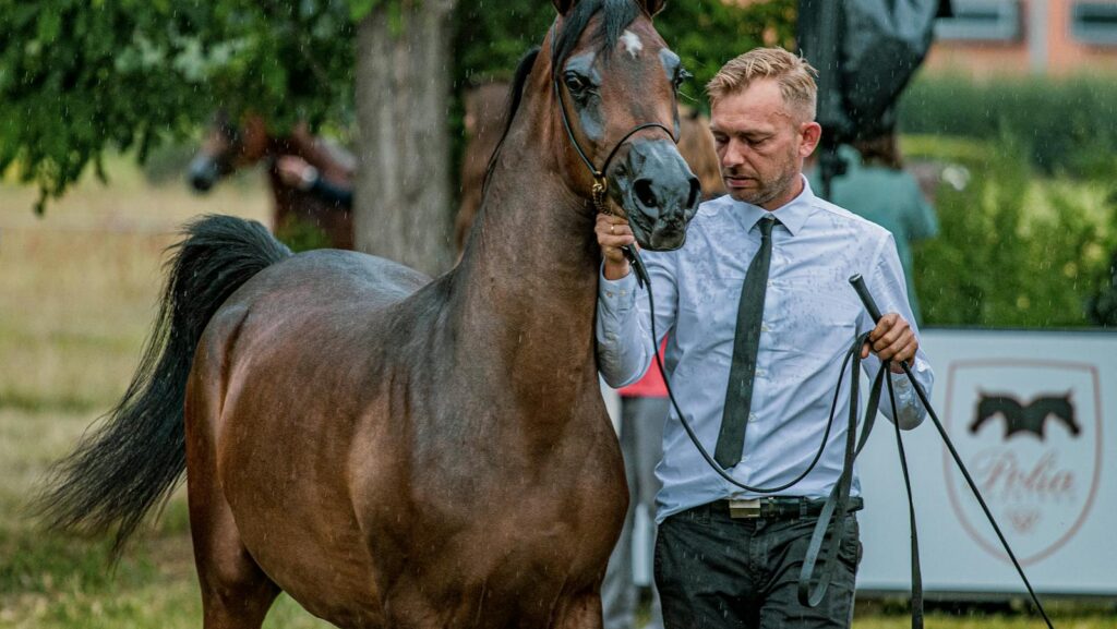 Man in blue shirt leading a horse outdoors in a lush green setting, showcasing elegance and control.