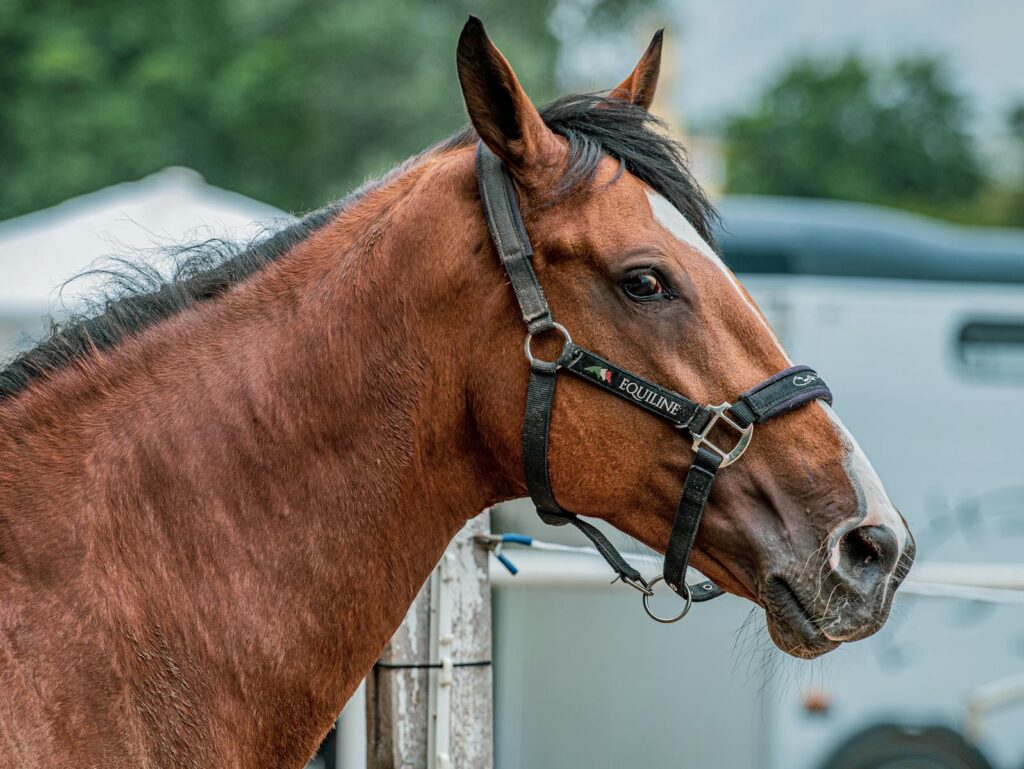 Portrait of a brown horse wearing a halter